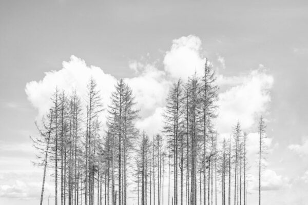 Small Group of Dead Trees, Spruce Forest, Harz National Park, Black & White Photography