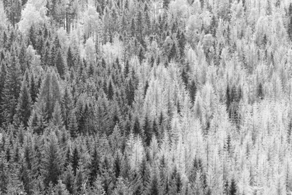 Dying Forest, Harz National Park, Black & White Photography
