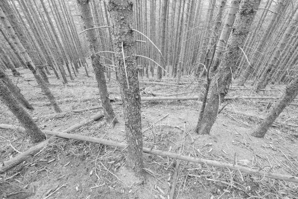 Downhill View Of Dead Spruce Forest, Harz National Park, Black & White Photography