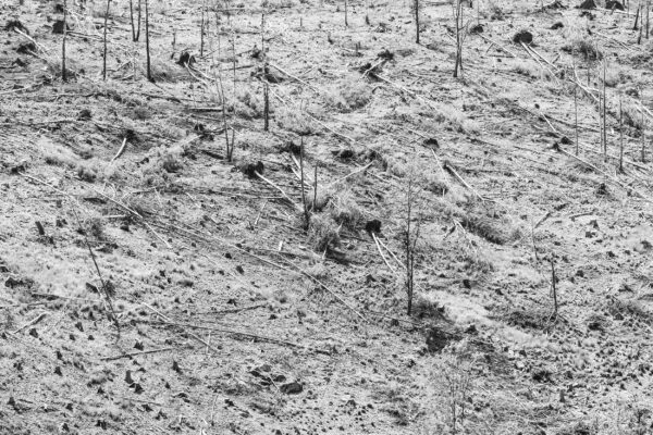 Deforested Mountain Slope, Harz National Park, Black & White Photography