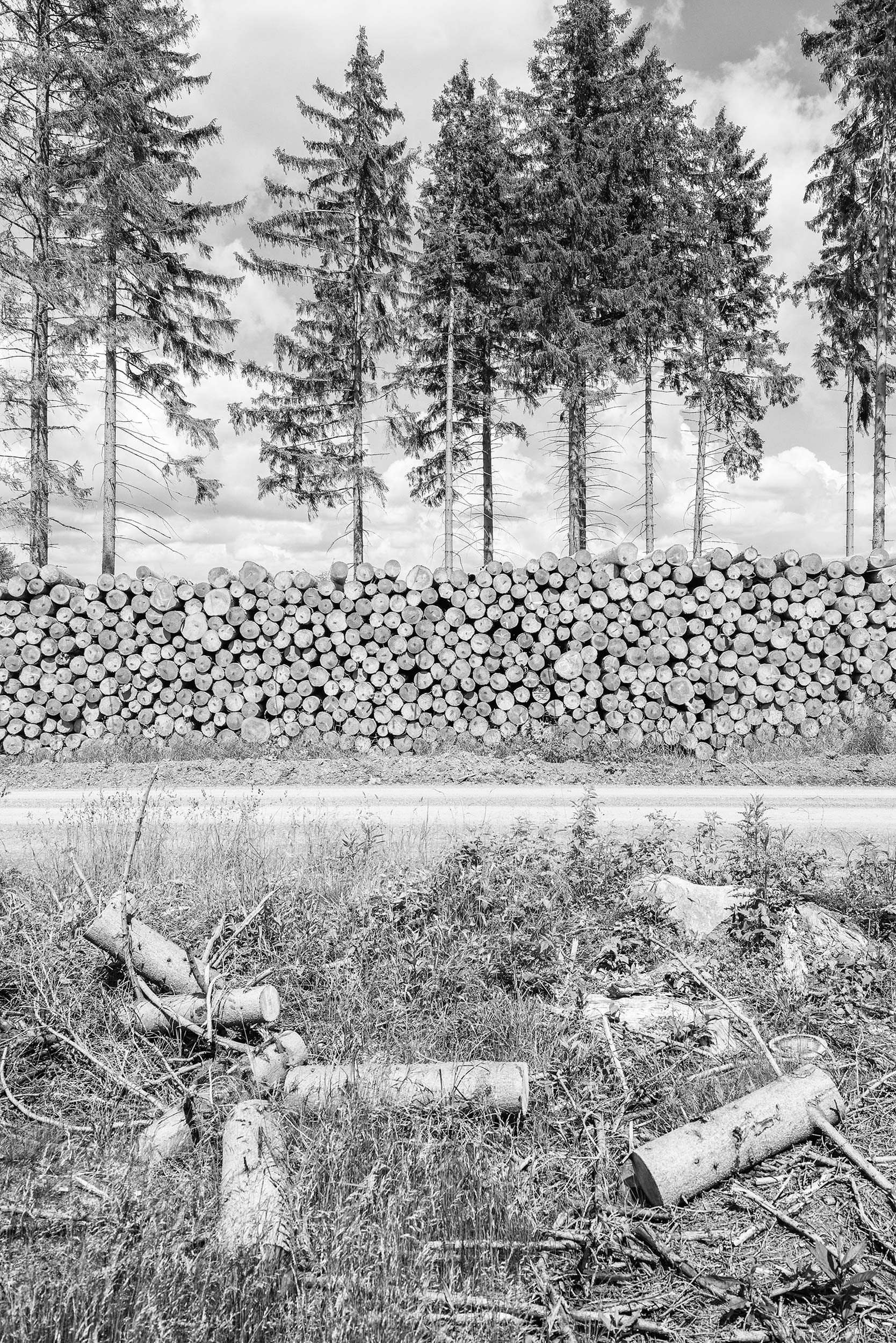 Felled Trees, Harz National Park, Black & White Photography