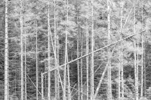 Ghostly Shapes of Dead Spruces, Harz National Park, Black & White Photography