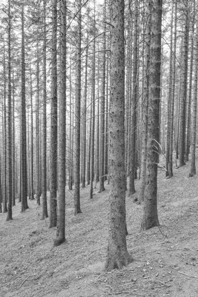 Dead Spruces On A Mountain Slope, Harz National Park, Black & White Photography