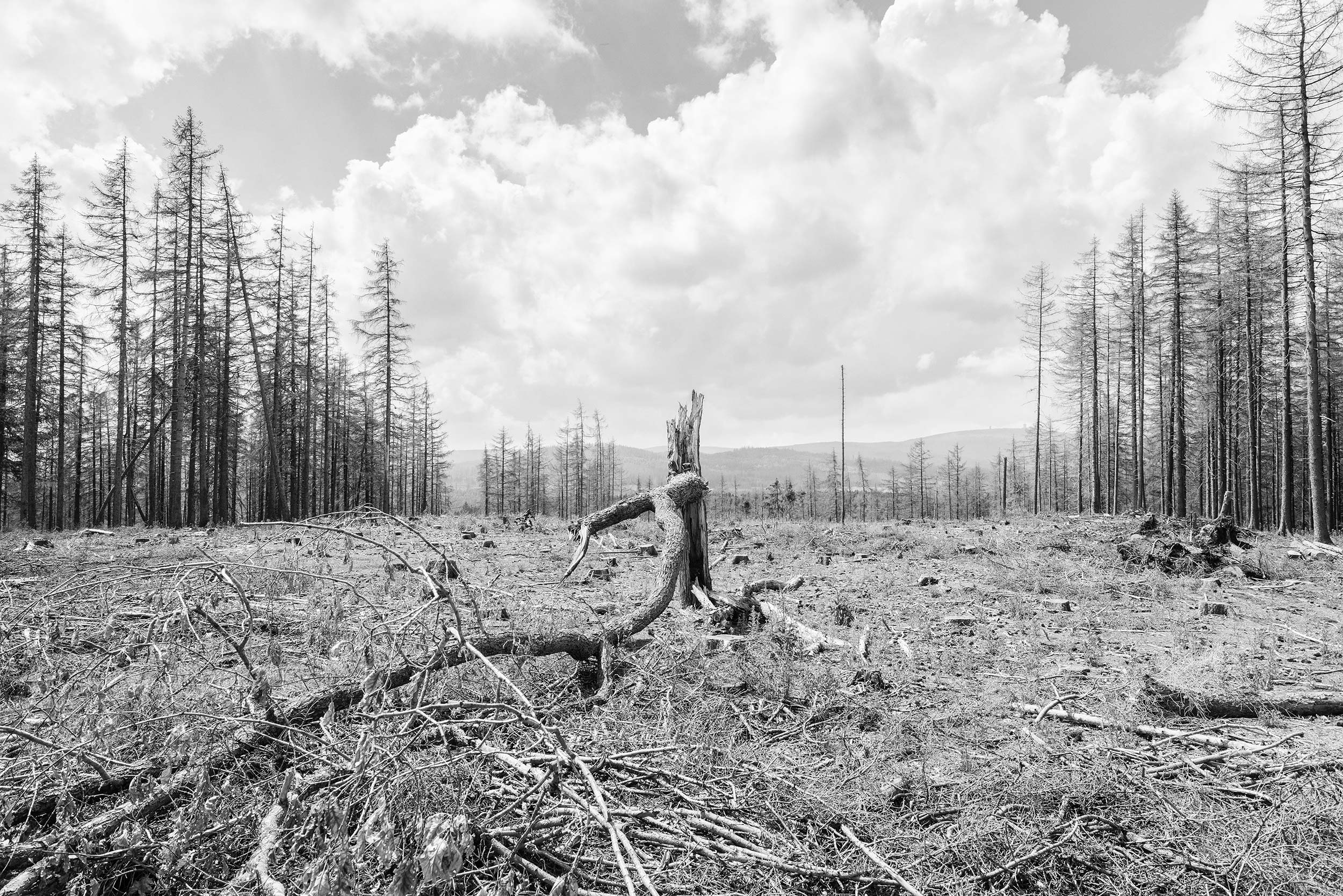 Deforestation, Harz National Park, Black & White Photography