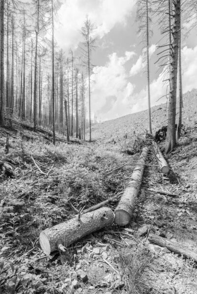 Deforested Valley, Harz National Park, Black & White Photography