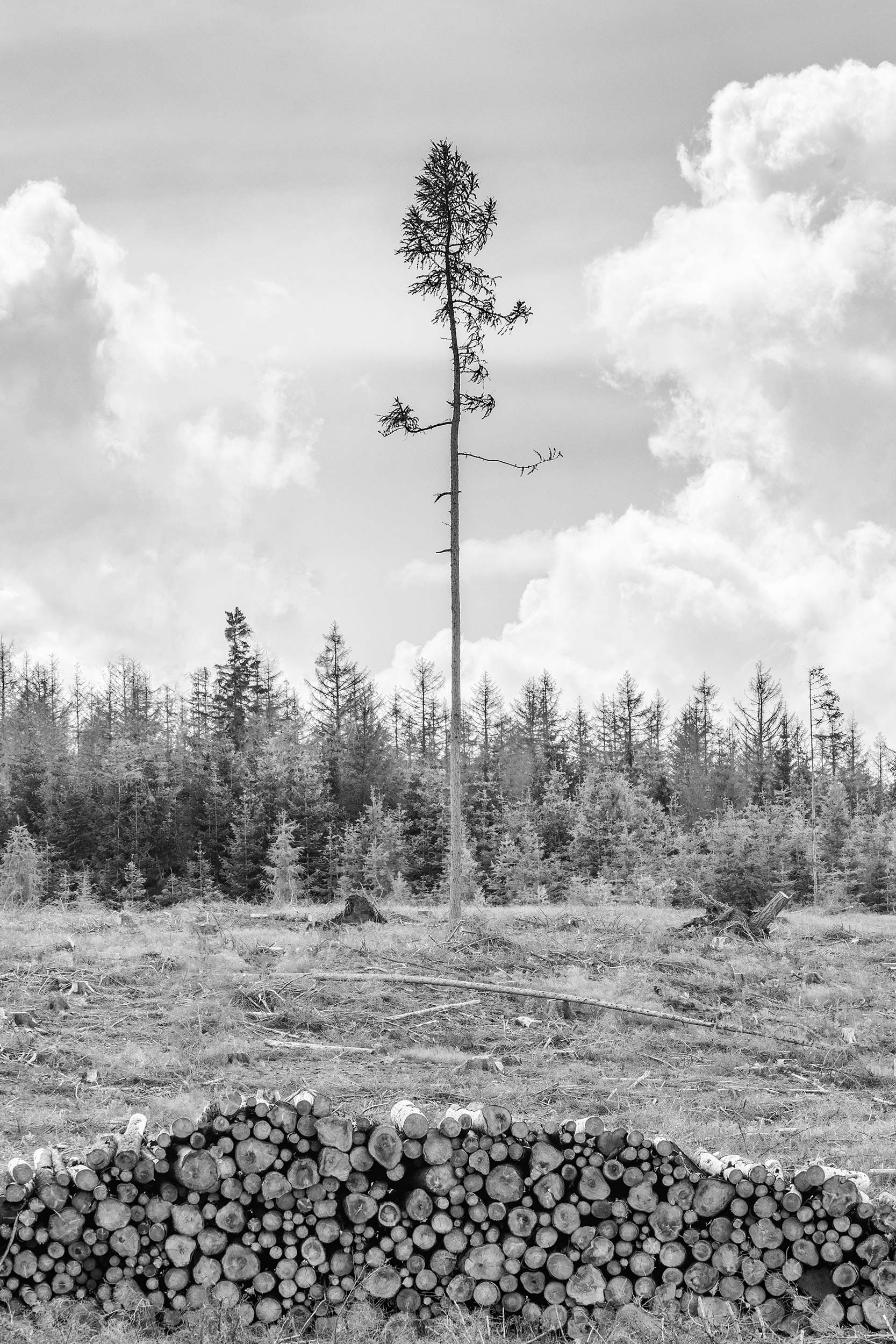 Deforested Field With One Remaining Tree, Harz National Park, Black & White Photography