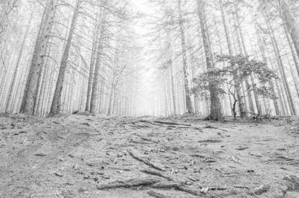 New Hope, Small Deciduous Tree In Dead Forest, Harz National Park, Black & White Photography