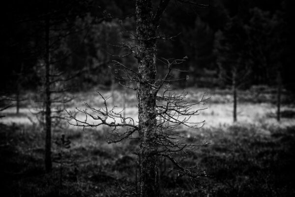 Tree Bokeh, Dovrefjell Sunndalsfjella National Park, Norway, Black & White Phohography