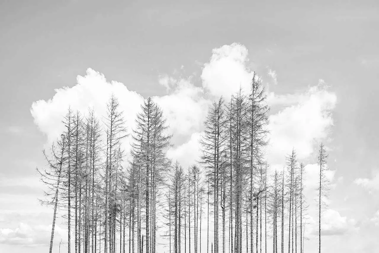 The Dying Forest